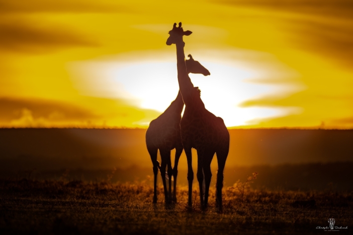 Un classique au Massai Mara Affrique