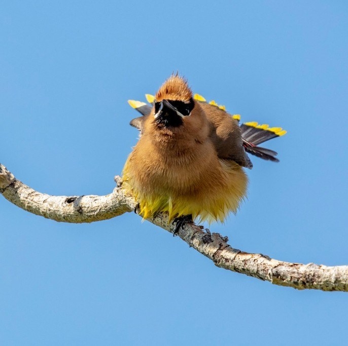 Un jaseur toutes plumes dehors