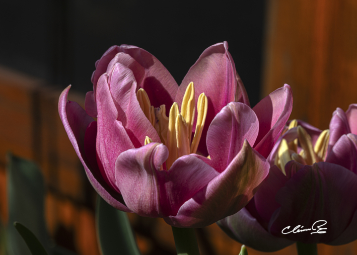 Une passion photographique2
