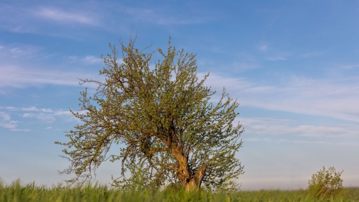 Arbres alain