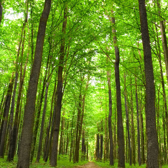 Arbres