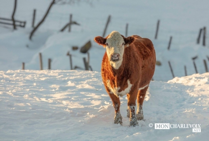 Belle bête charlevoix allan