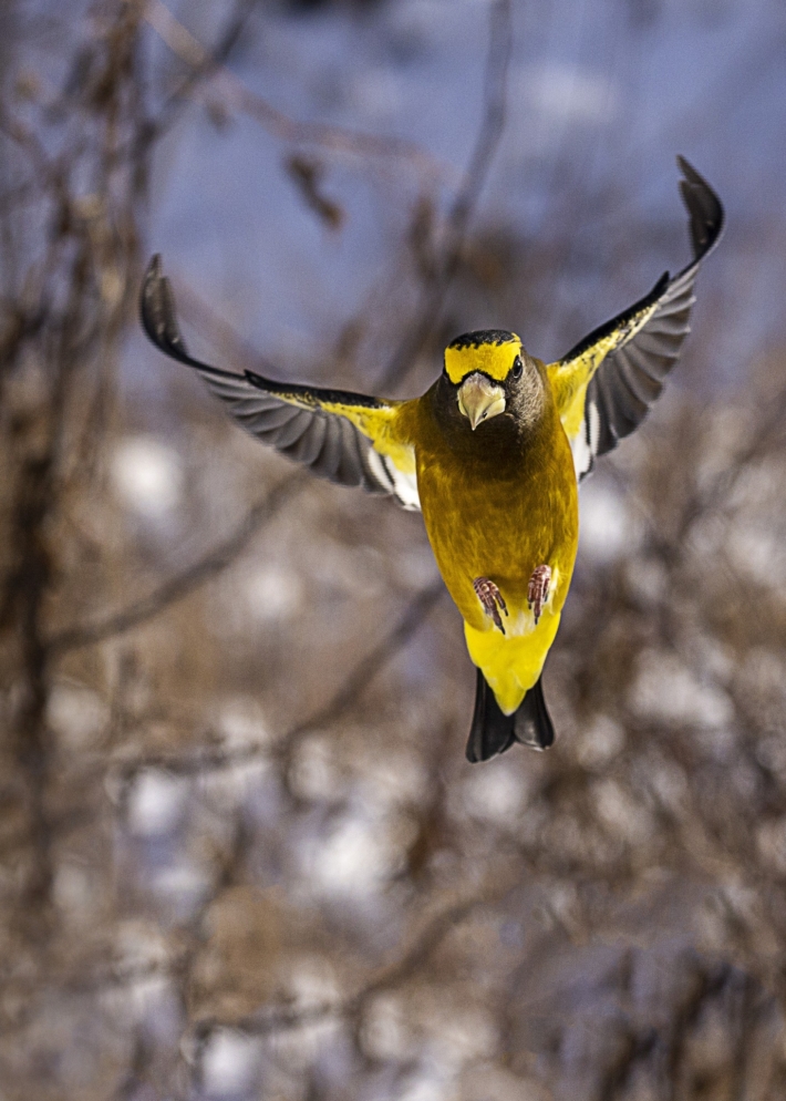 Cr oiseau