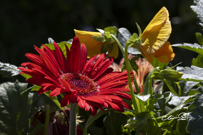Des fleurs pour egayer nos pensees
