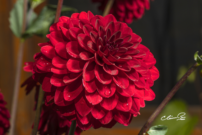 Des fleurs pour egayer nos pensees3