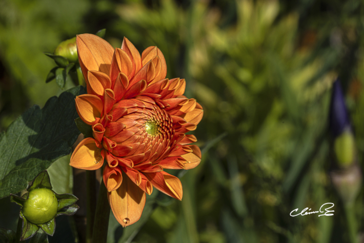 Des fleurs pour egayer nos pensees4