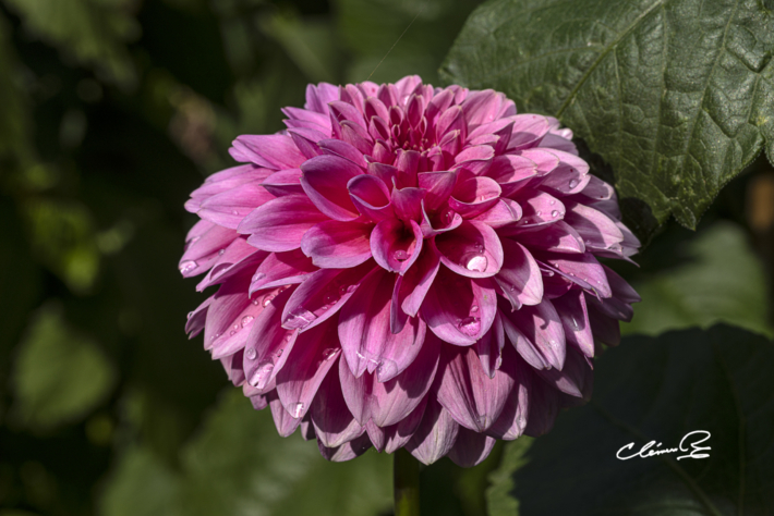 Des fleurs pour egayer nos pensees5