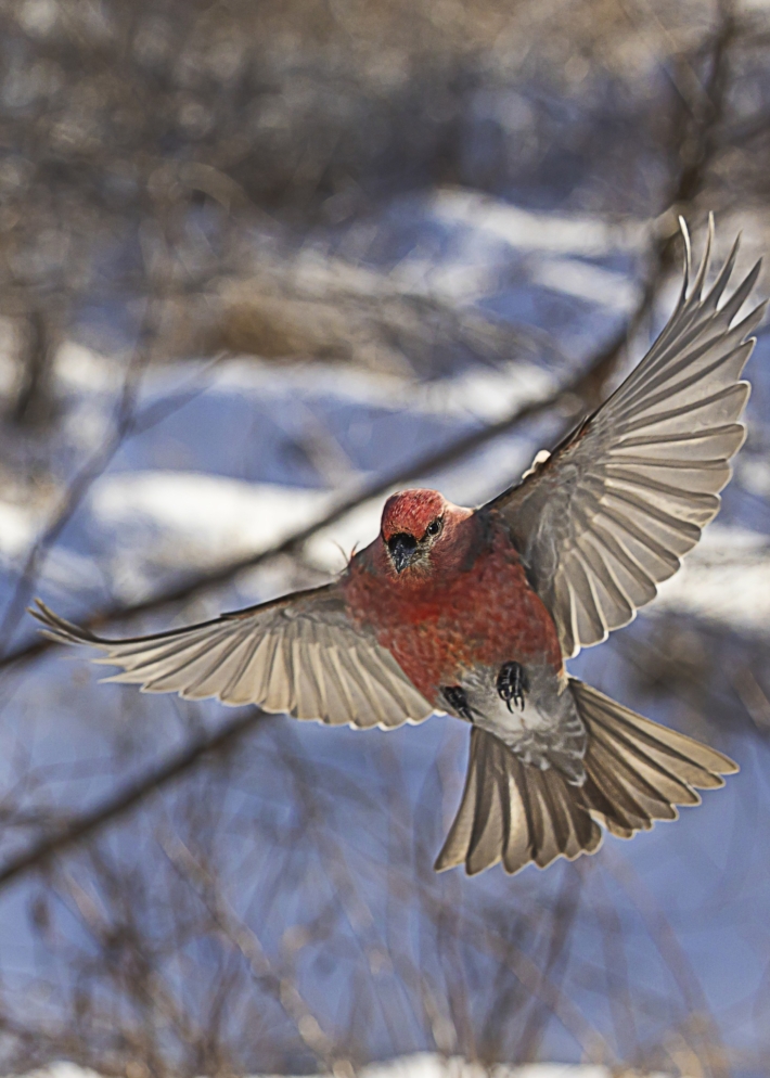 Oiseau rouge
