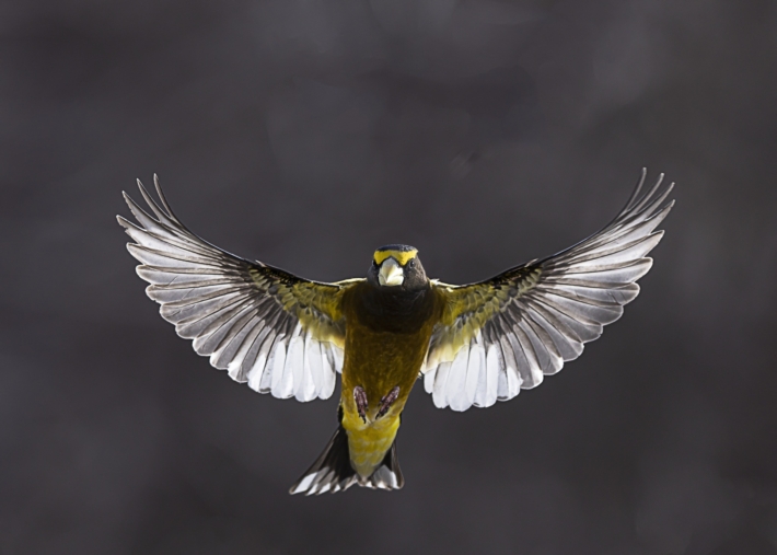 Oiseaux clement