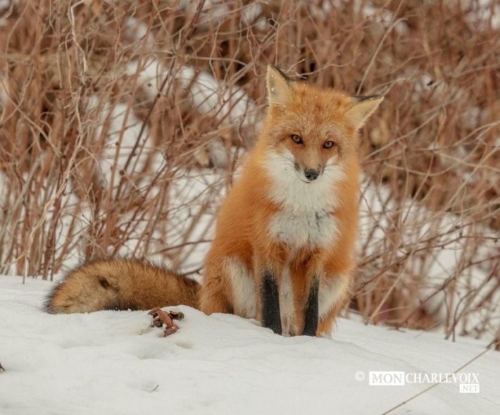Renard roux allan
