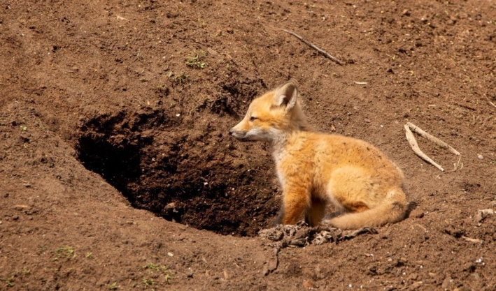 Renard