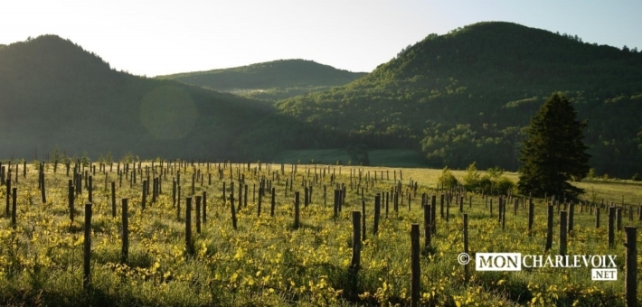 Vignoble de baie saint paul