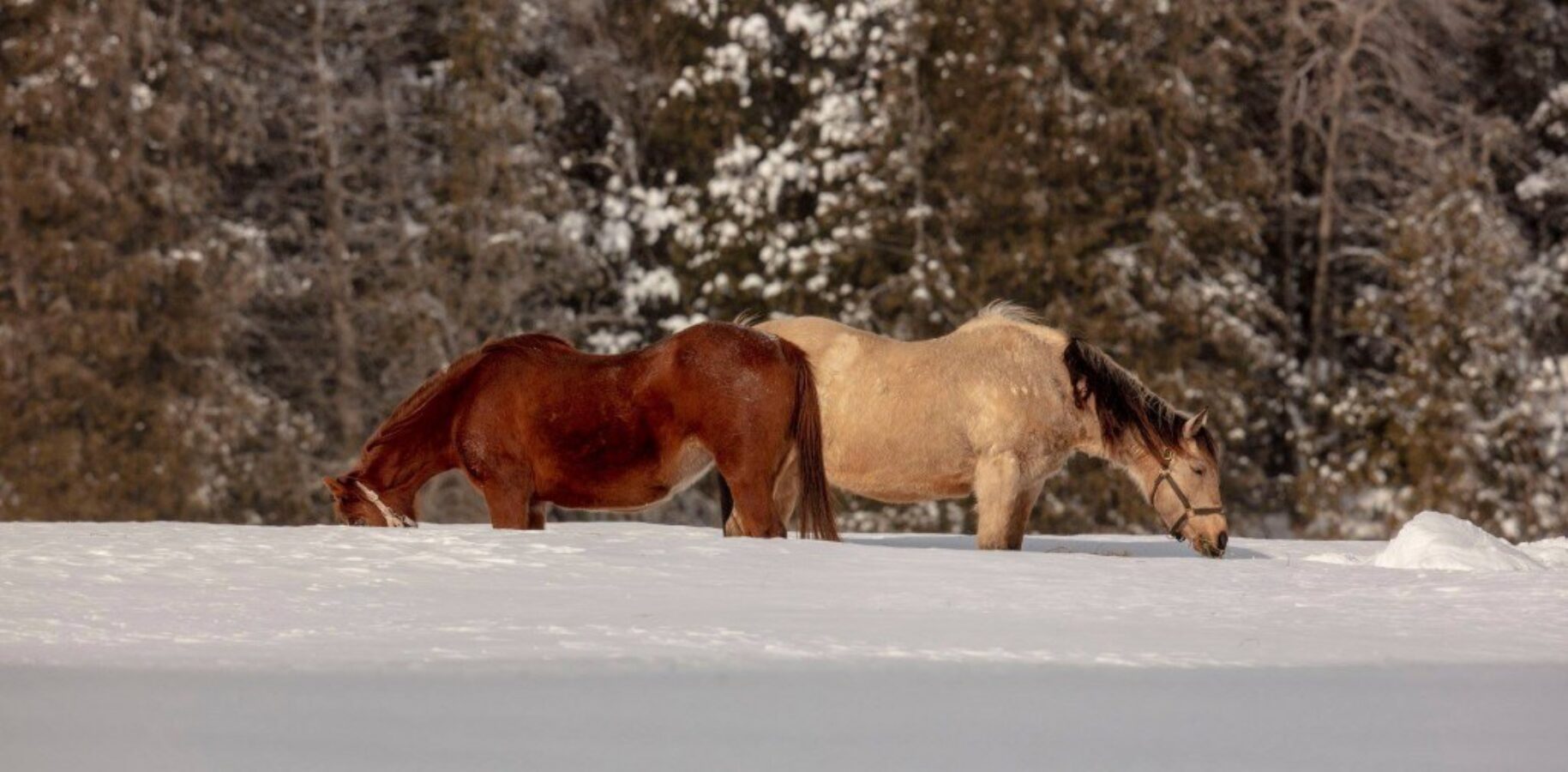 Petite promenade d'hiver pour ces chevaux !