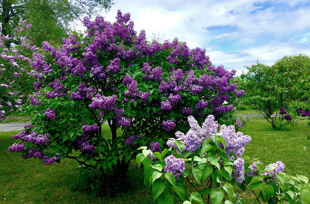 Photos d’ici | Le doux parfum du Jardin des lilas, plein de lilas! | Cap-à-l ’Aigle