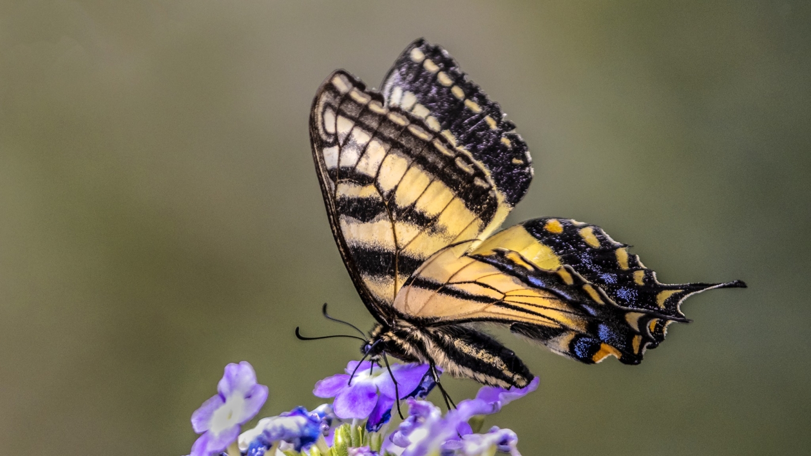 Photos d’ici | Un beau Papillon glauque sur la galerie