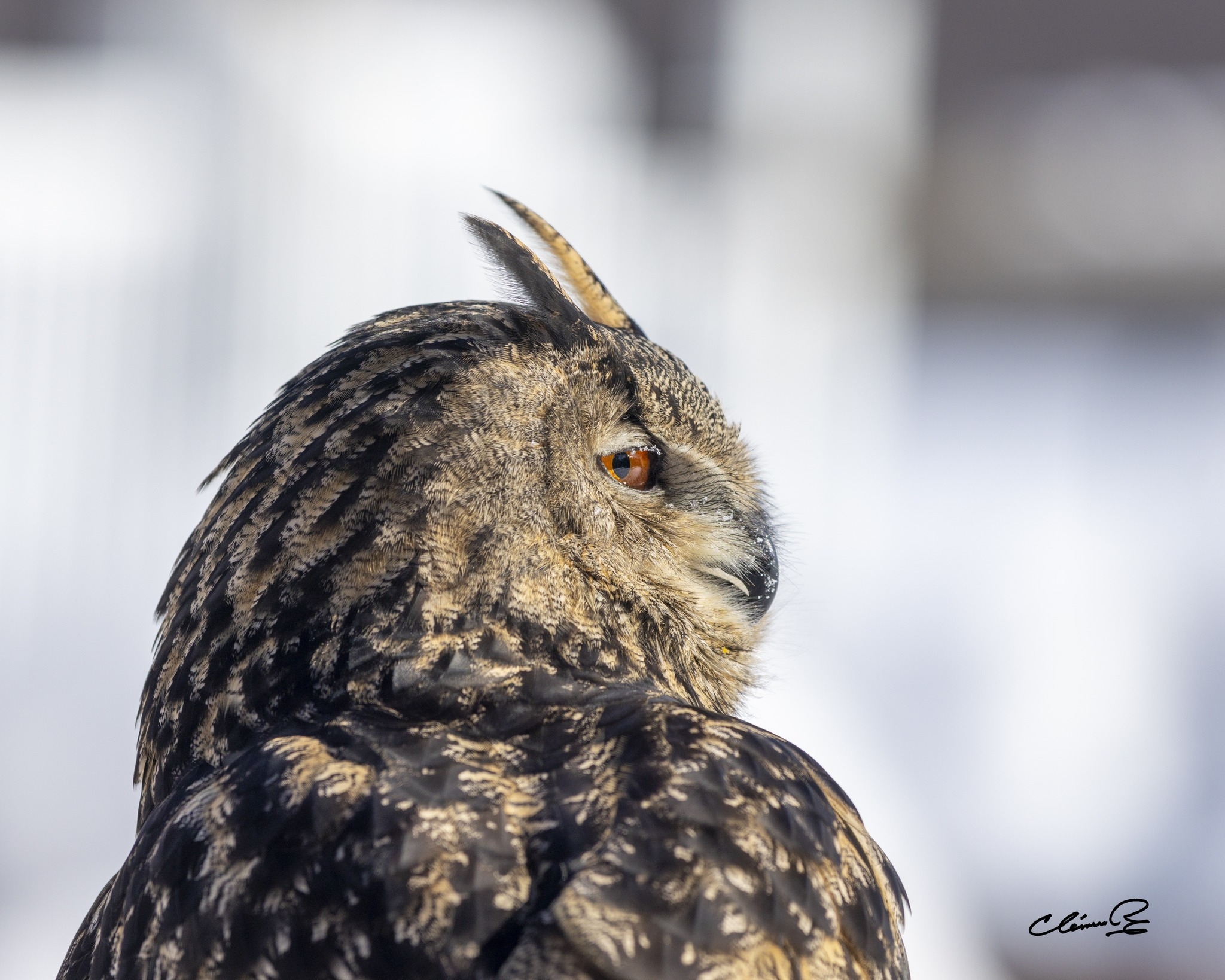 Grand duc