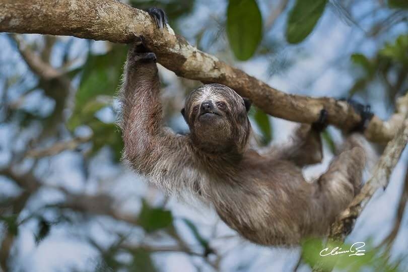 Un paresseux dans un refuge au Roatan