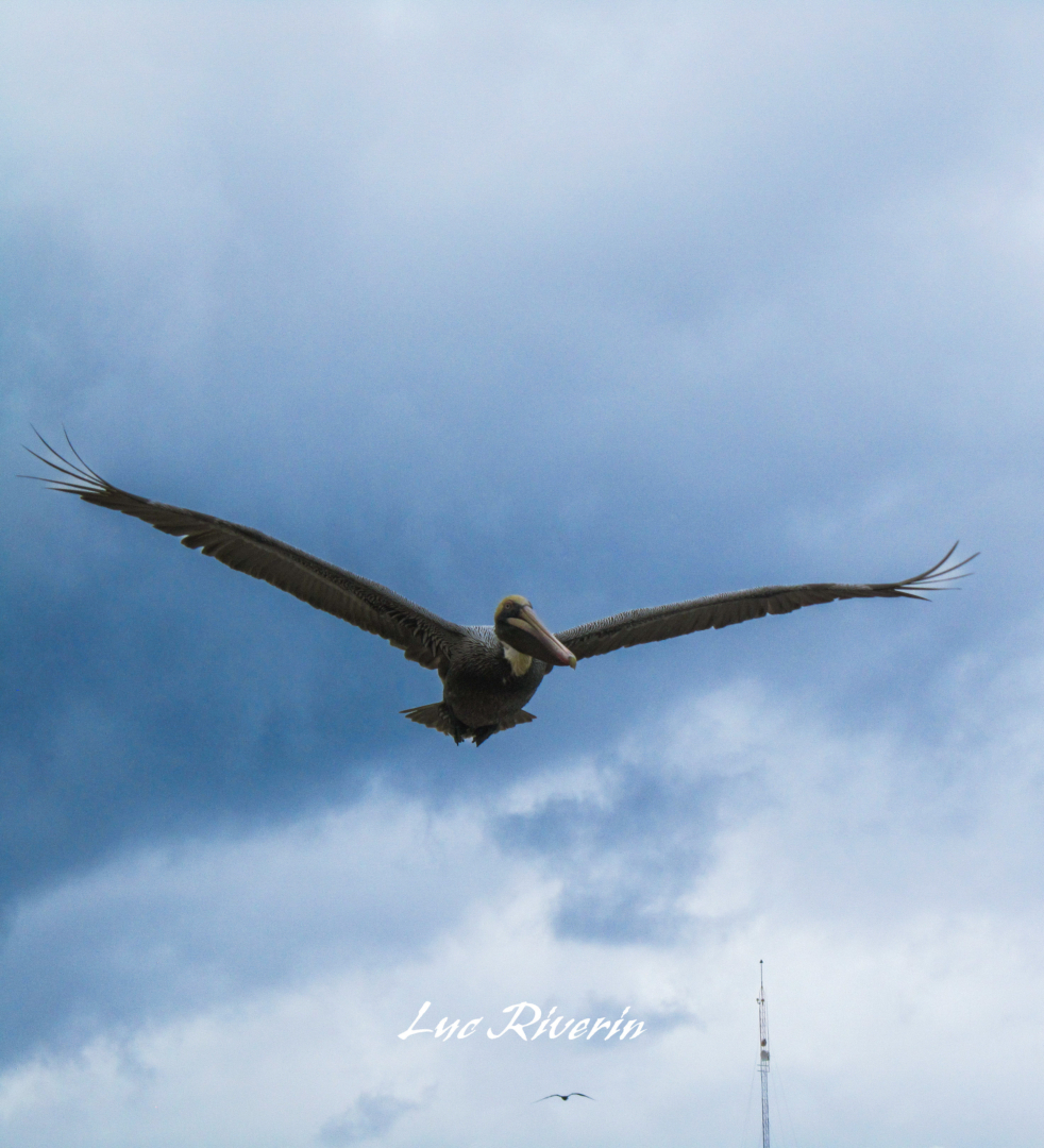 Un pelican a Cozumel