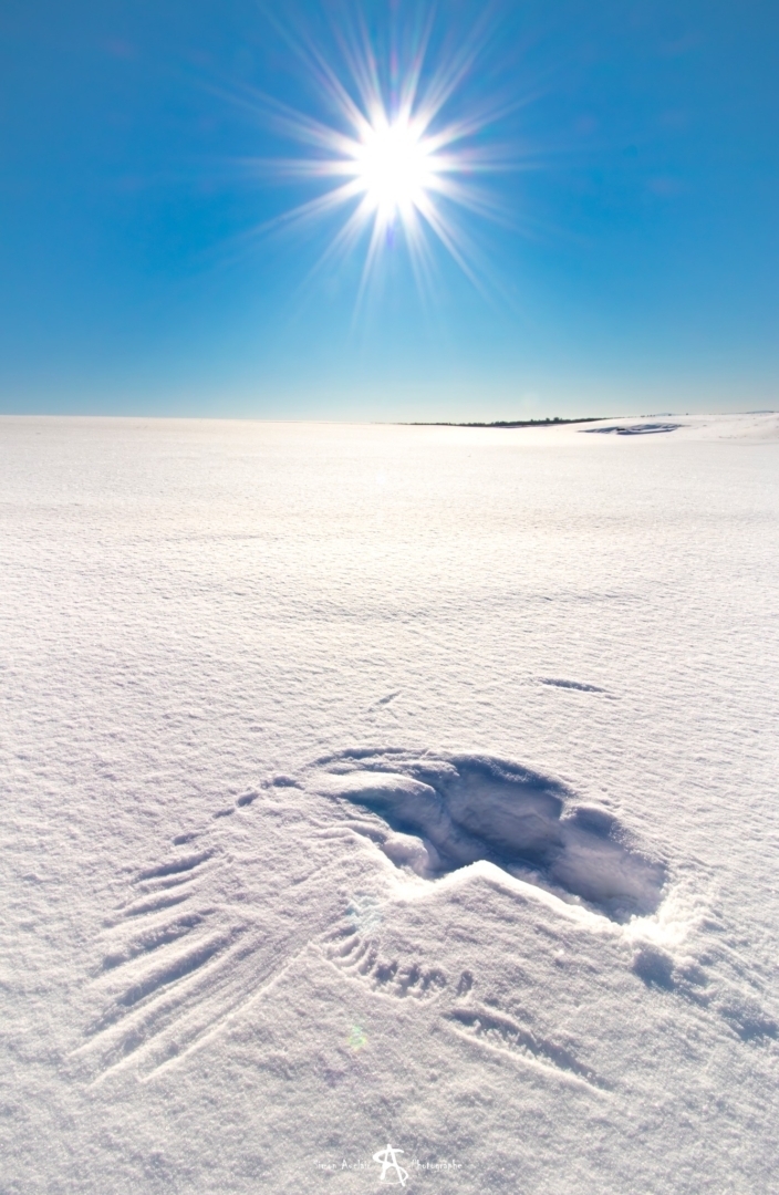 Une belle trace dans la neige laissee par un Harfang des neiges