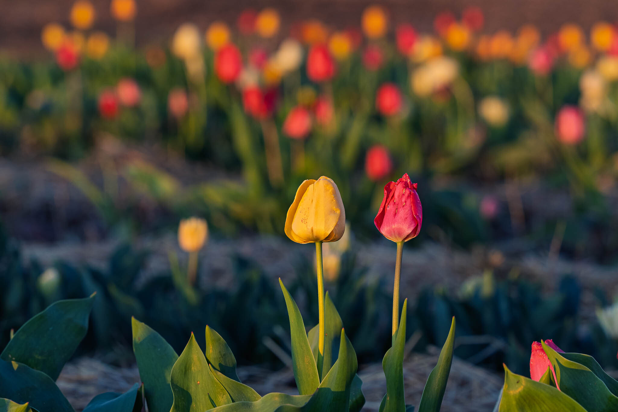 Le champs de tulipes2