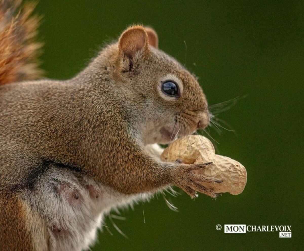 Une précieuse cacahuète pour le petit écureuil roux par Alain Caron