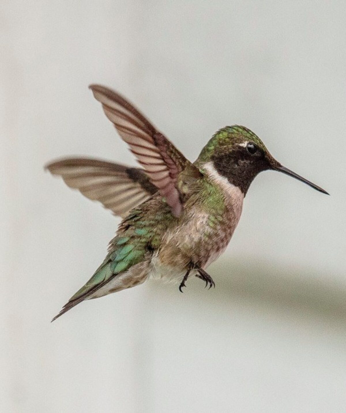 Il est mignon ce colibri à gorge rubis