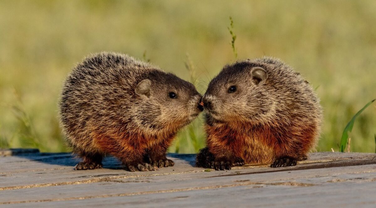 Deux adorables marmottes par Alain Caron !