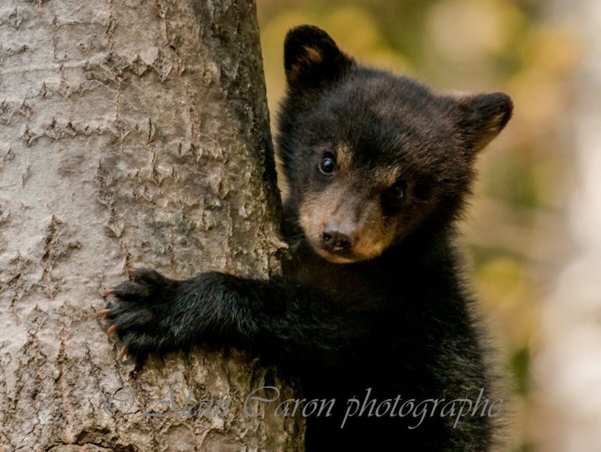 Un adorable petit ours ! Photo Alain Caron !