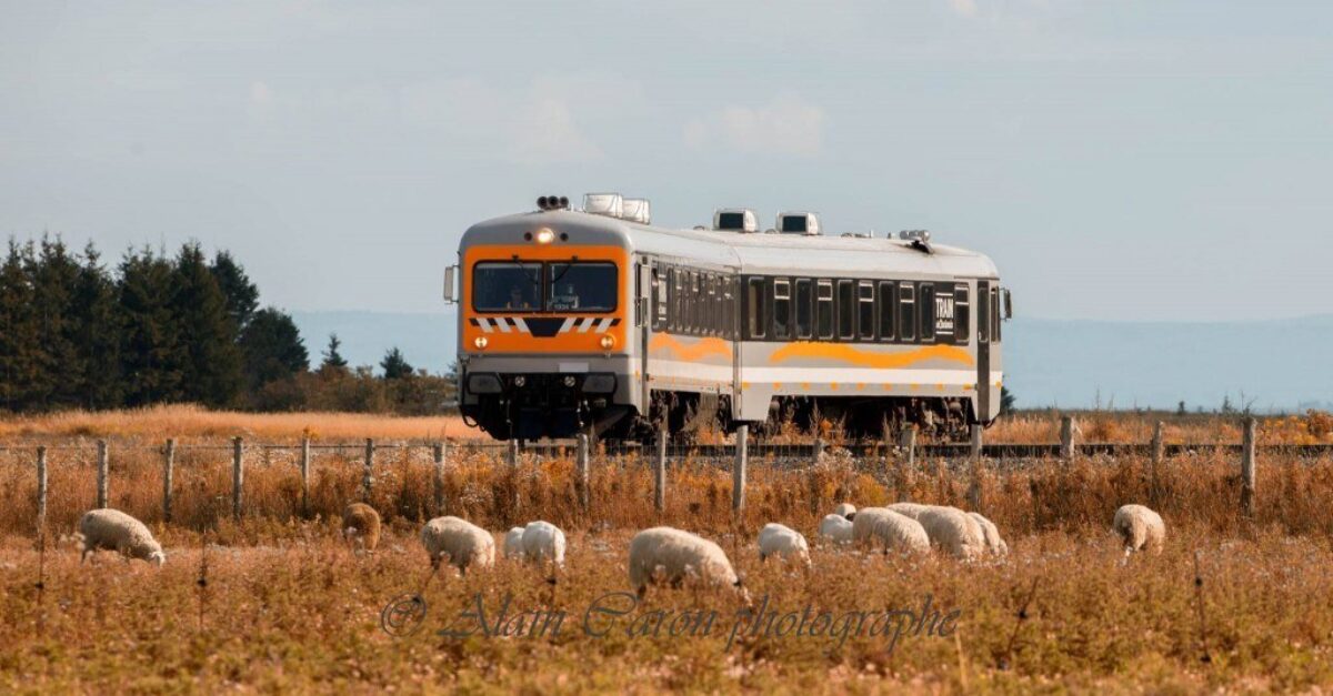 Le Train de Charlevoix et les beaux moutons ! Photo Alain Caron !