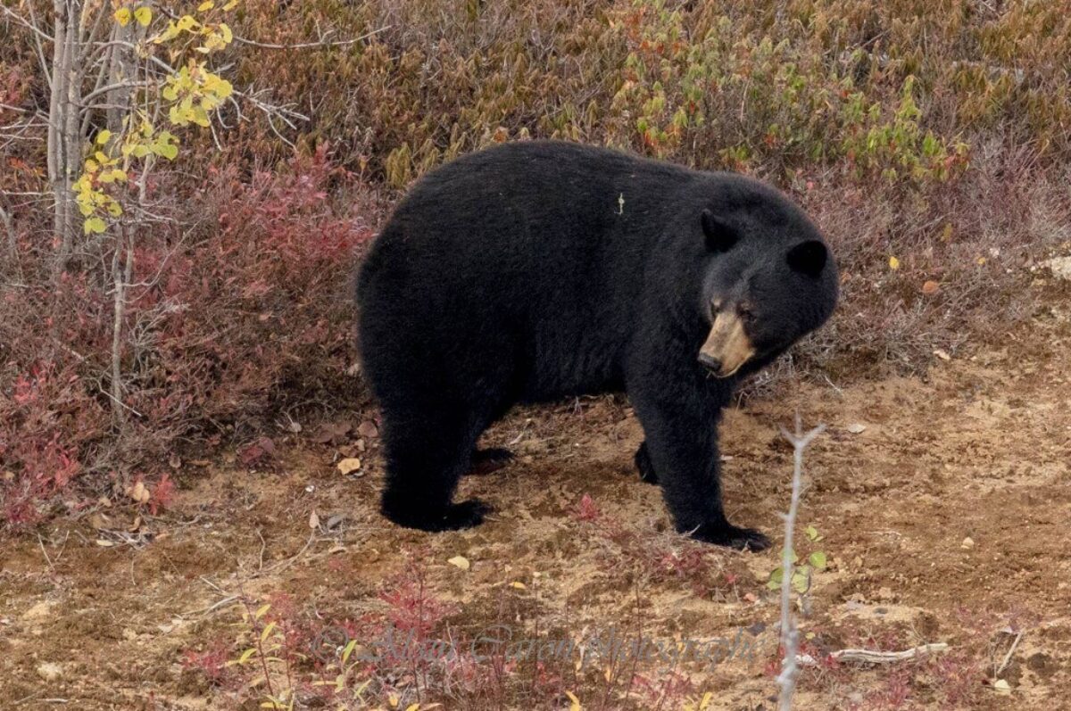 Avant l'hibernation, cet ours fait une provision de bleuets ! Photo Alain Caron !