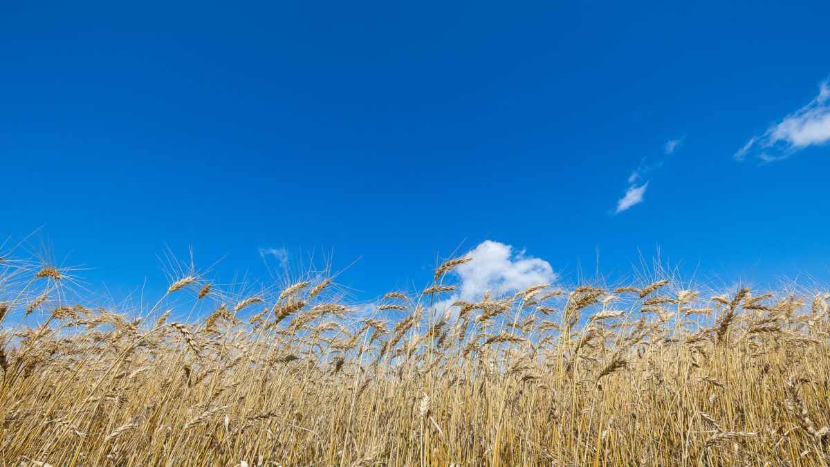 Les blés dorés sous un ciel bleu par Alain Blanchette