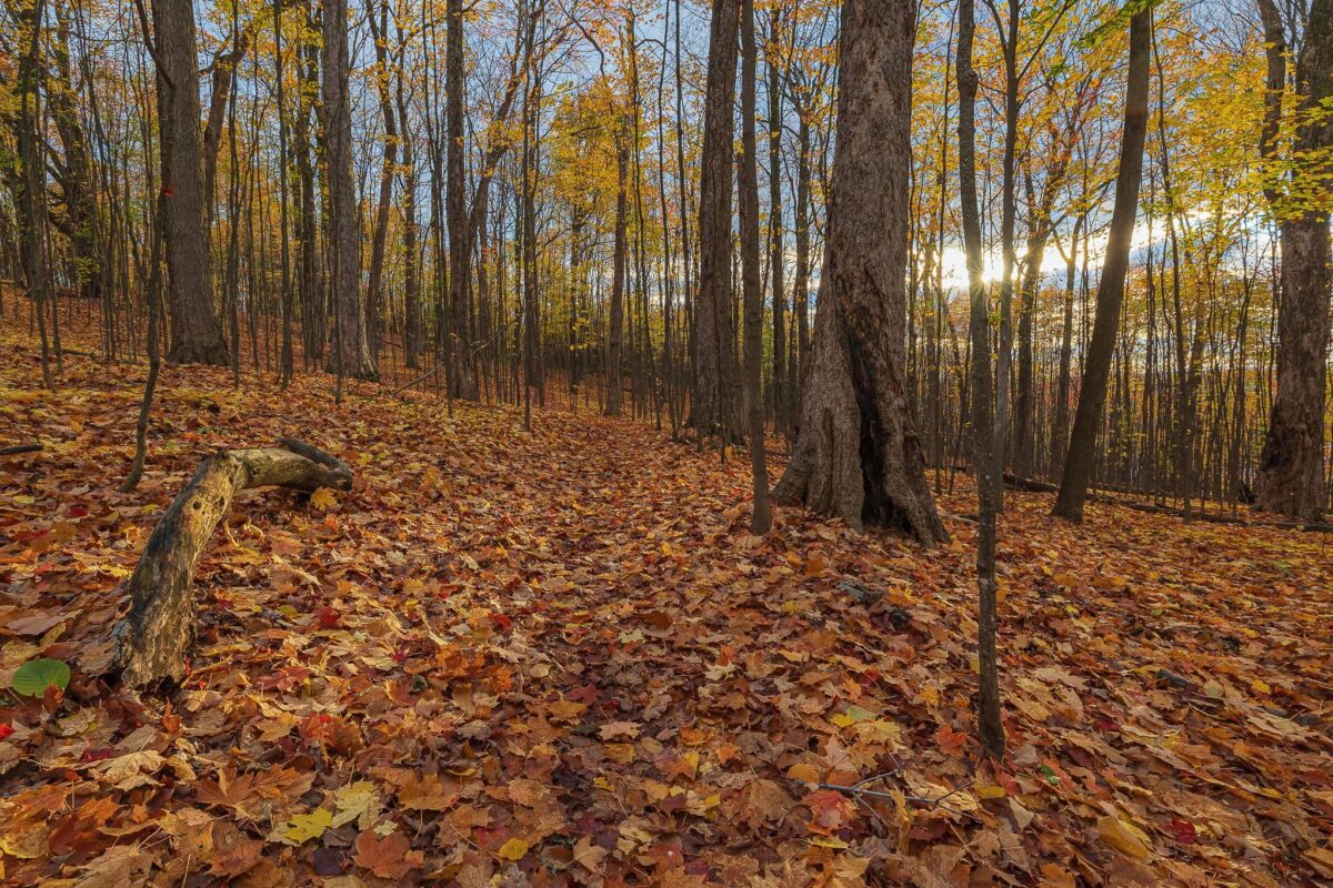 Une promenade dans le bois sur un tapis de feuilles par Alain Blanchette