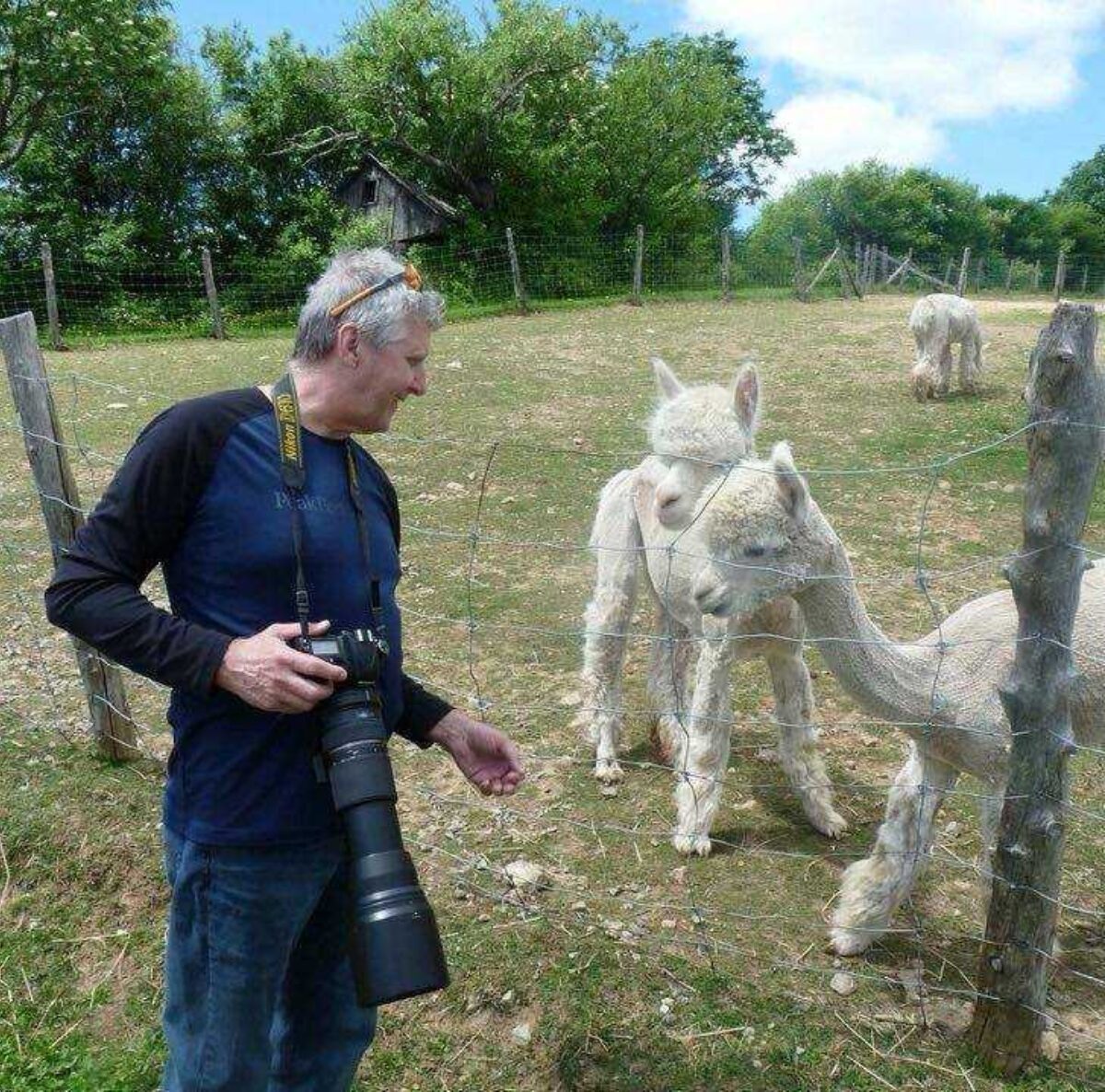 Le photographe Alain Caron en action avec les amis Alpagas !!