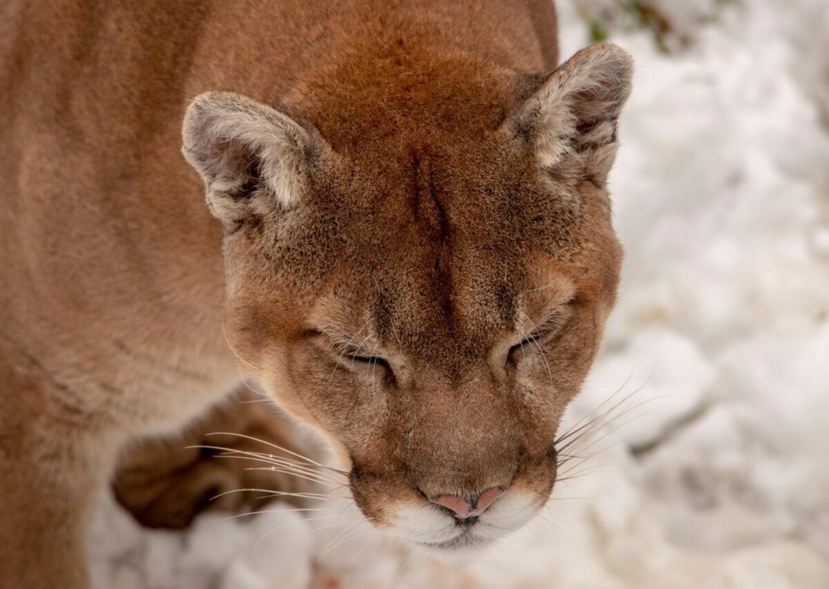 Le Puma, un animal magnifique.