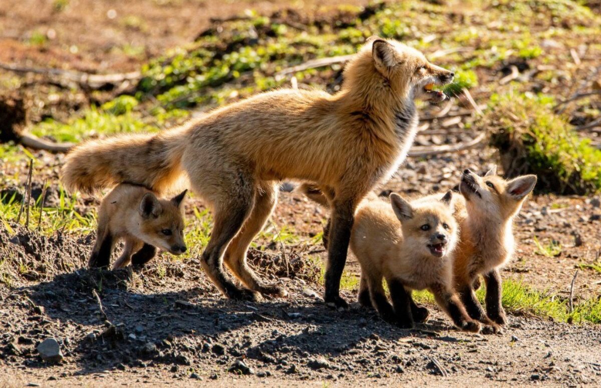 Une belle famille de renards!