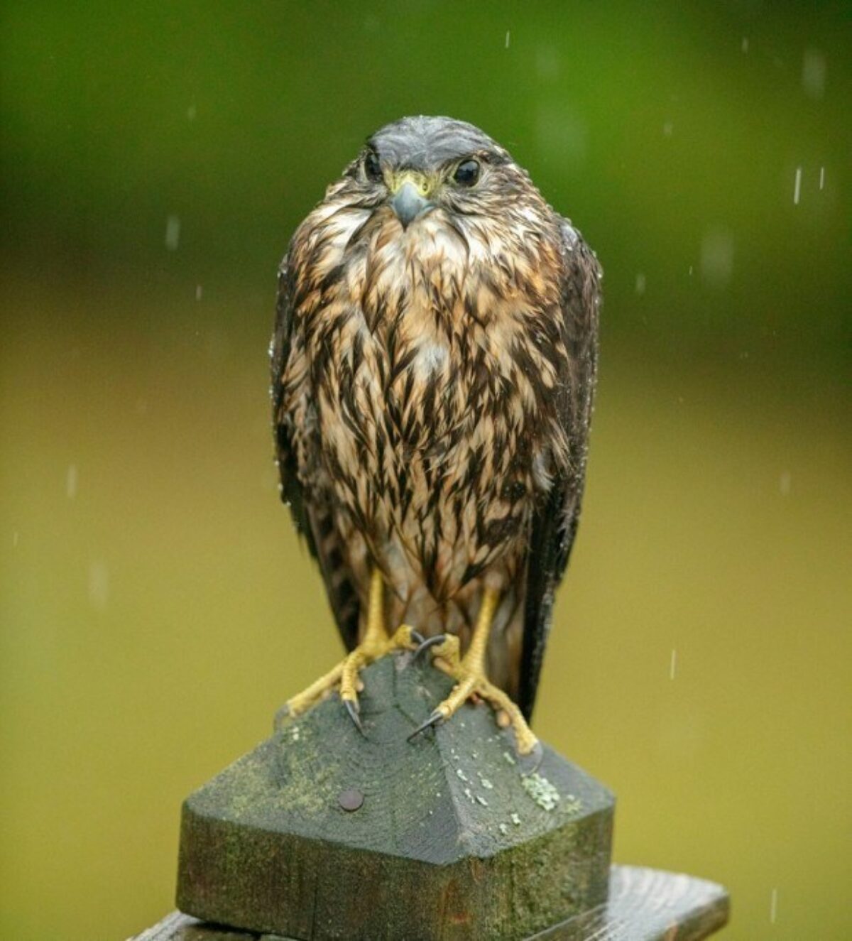 Un faucon émerillon sous la pluie.