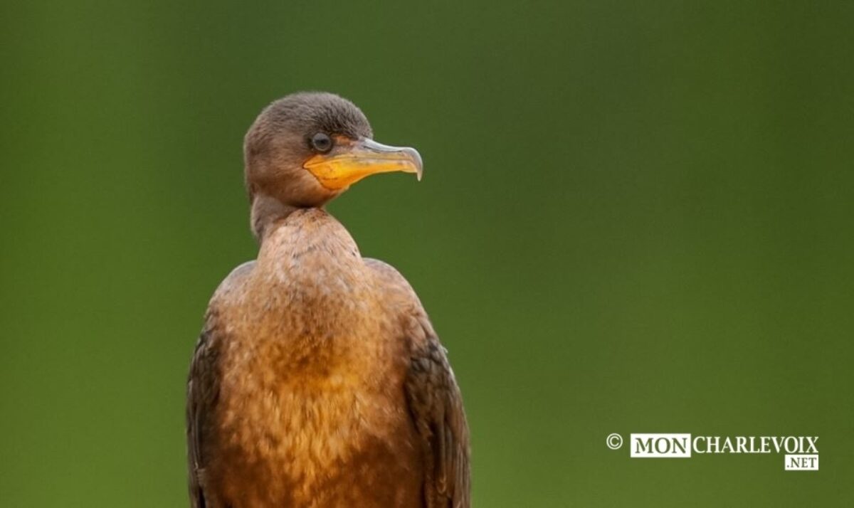 Un beau cormoran! Photo Alain Caron
