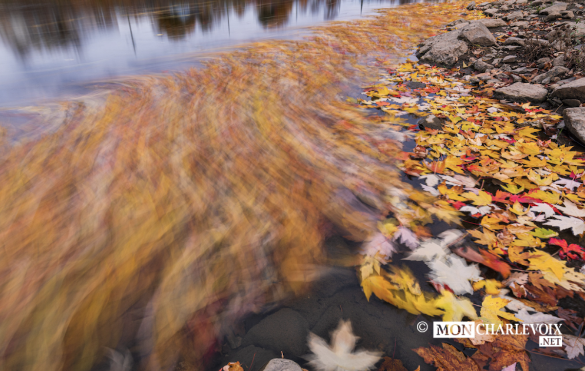 Quand les feuilles s'amusent avec le vent et la rivière, ça donne une belle photo.