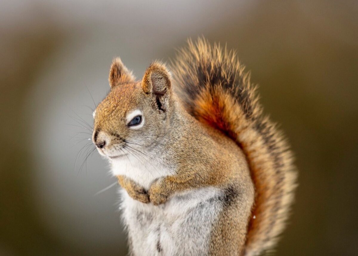 Vraiment magnifique cet écureuil roux.  Photo d'Alain Caron