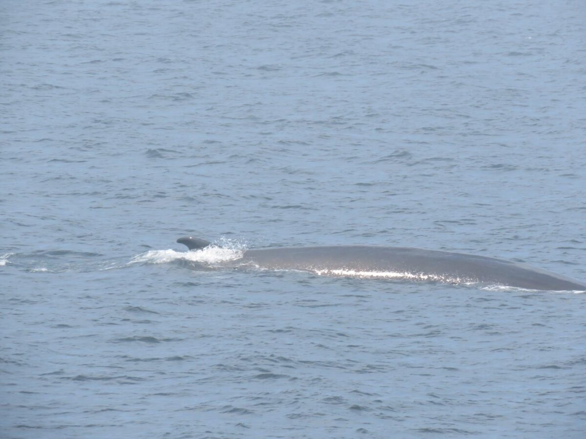 Nos amis les baleines, une excursion de Gaétan Long (Galerie photo)