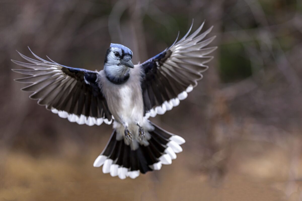 Un oiseau en plein vol photographié par M. Clément Roy!