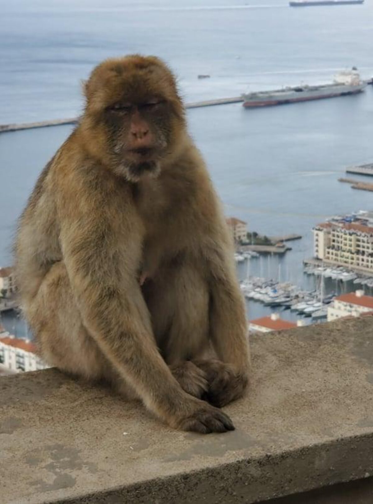 Mythique Gibraltar
